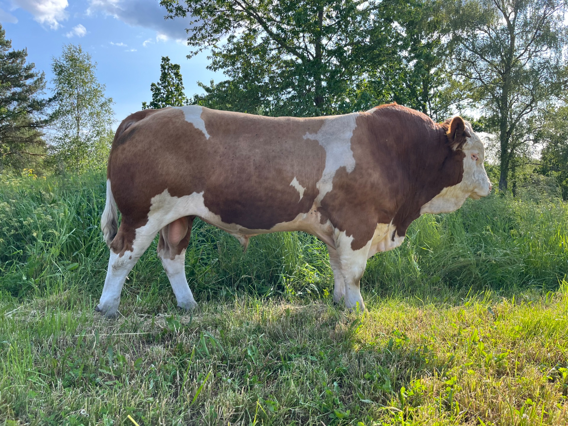 Sunforest Galax Pp av Övrabo  Far: Sneumgaard Imperator Morfar: Ted av Skötting 