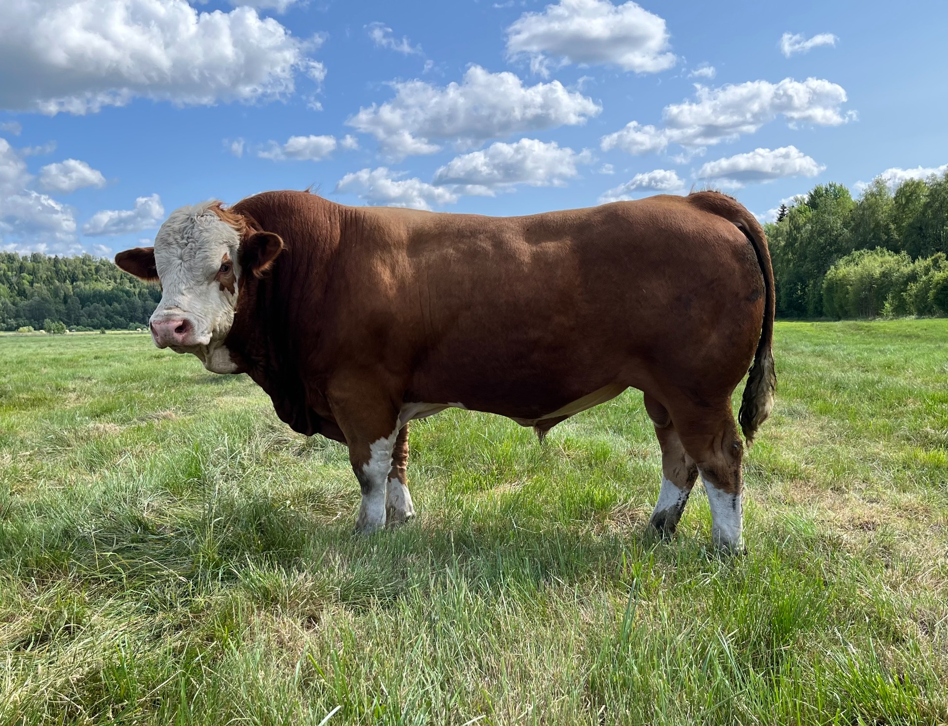 Sunforest Gamma PP av Övrabo Far:  Kilbride Farm Hans Morfar: Eagel 