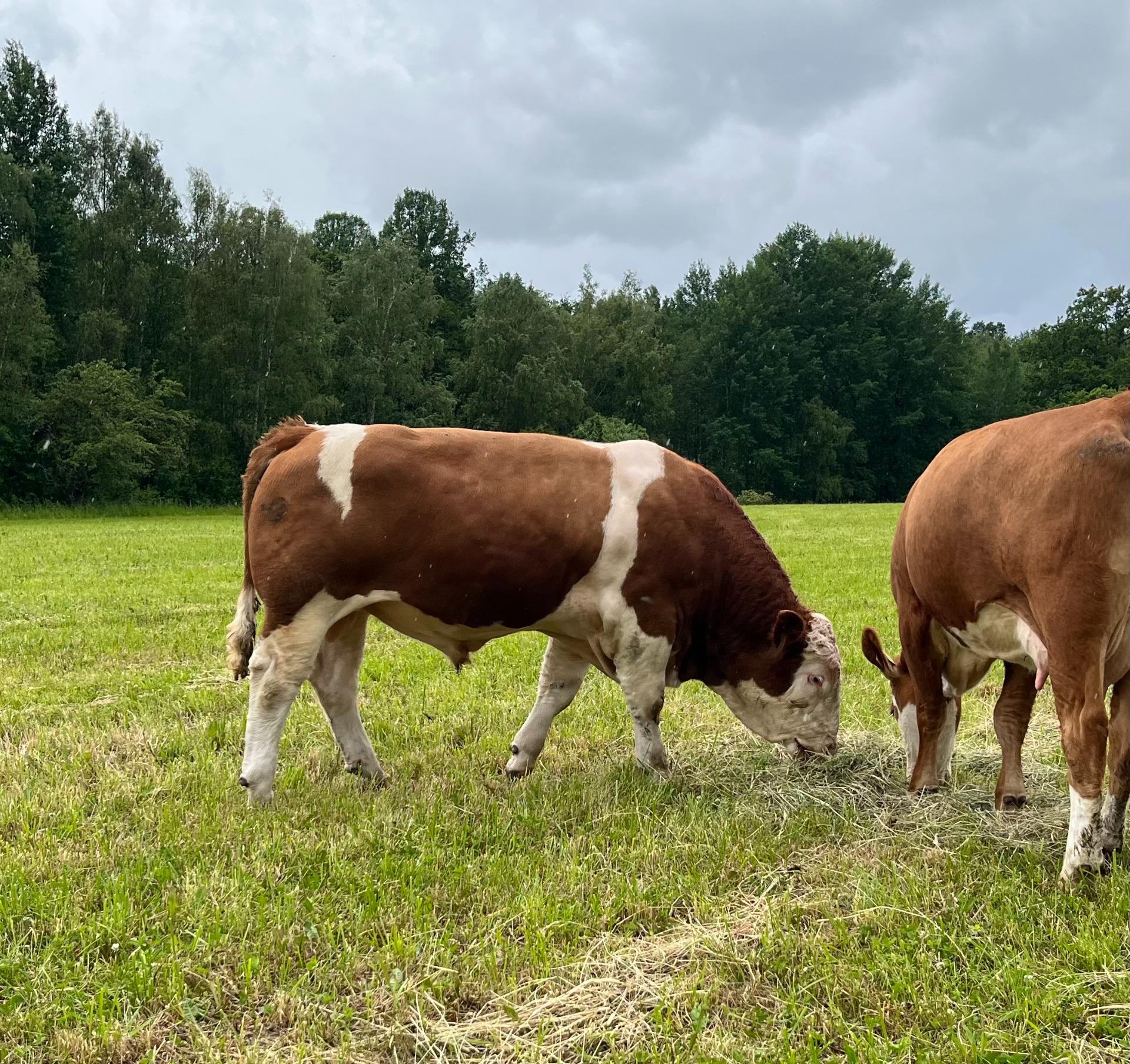 Sunforest Habibi PP av Övrabo Far: Sunforest Frisko av Övrabo Morfar: Primus 