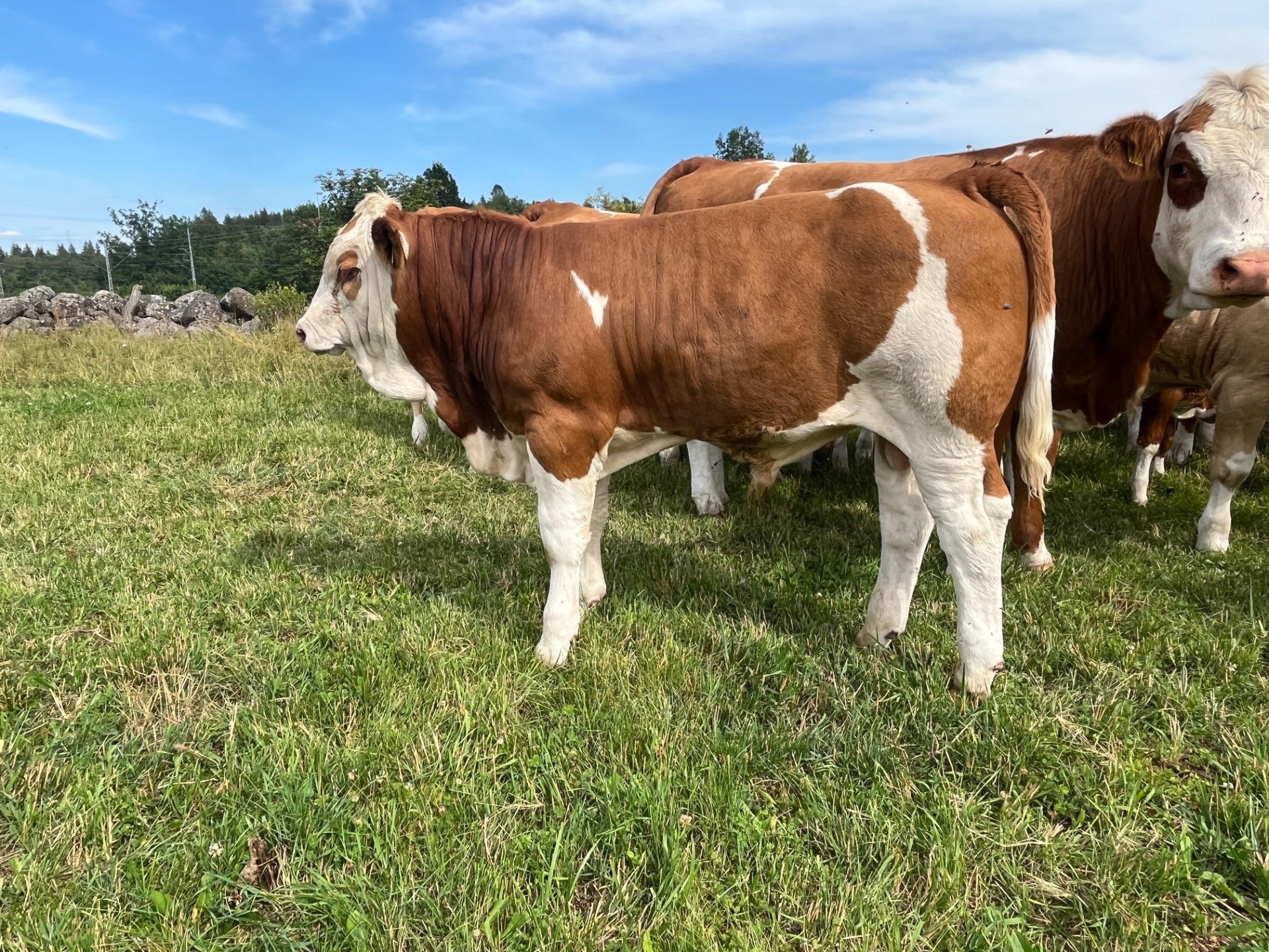 492 INGOLF